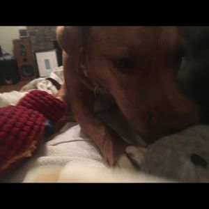 Meet your Posher, Janie